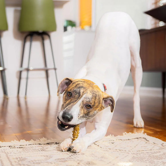 Stella & Chewy's - Medium Dental Delights Chicken Parsley Flavor (For Dogs)