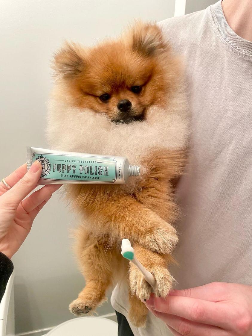 Wag & Bright Supply - Puppy Polish - Filet Mignon (Beef) Toothpaste