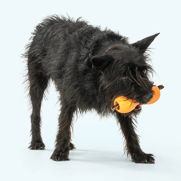 West Paw - QWIZL Puzzle (For Dogs)