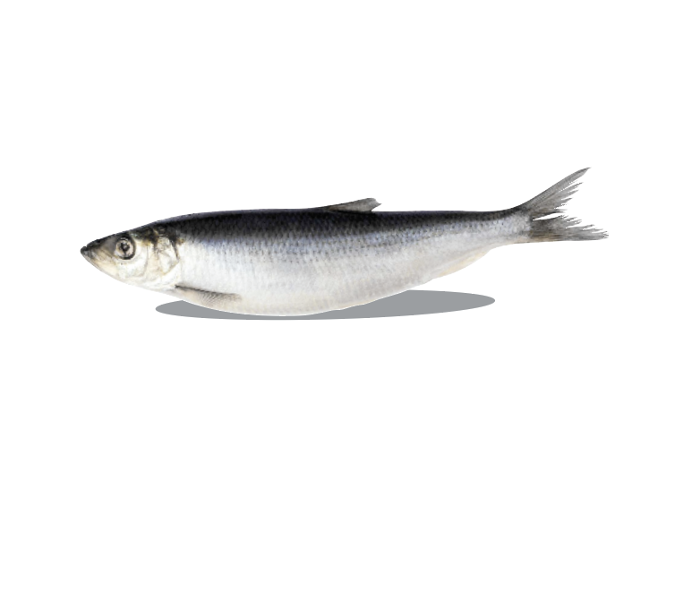 Big Country Raw - Herring (1lb) - Frozen Product