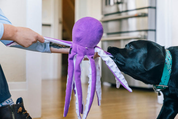 Dog with P.L.A.Y Opal the Octopus toy