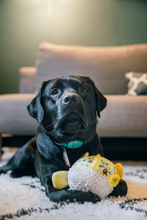 Dog with the P.L.A.Y Puffer Fish toy