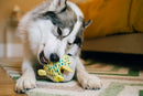Dog playing with P.L.A.Y Ocean Buddies Puffer Fish