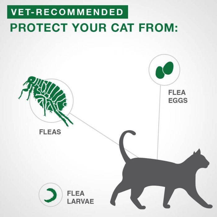 Bayer - Advantage II - Topical Flea Treatment for Cats (For Cats 2.3kg - 4kg)-ARMOR THE POOCH