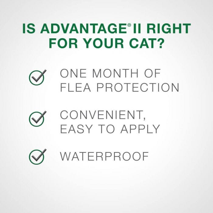 Bayer - Advantage II - Topical Flea Treatment for Cats (For Cats 2.3kg - 4kg)-ARMOR THE POOCH