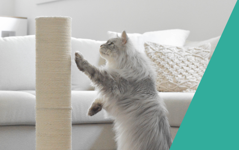 BeOneBreed - Sisal Scratching Post