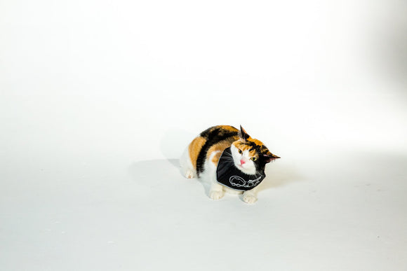 Pet Recovery Collar | ARMOR THE POOCH