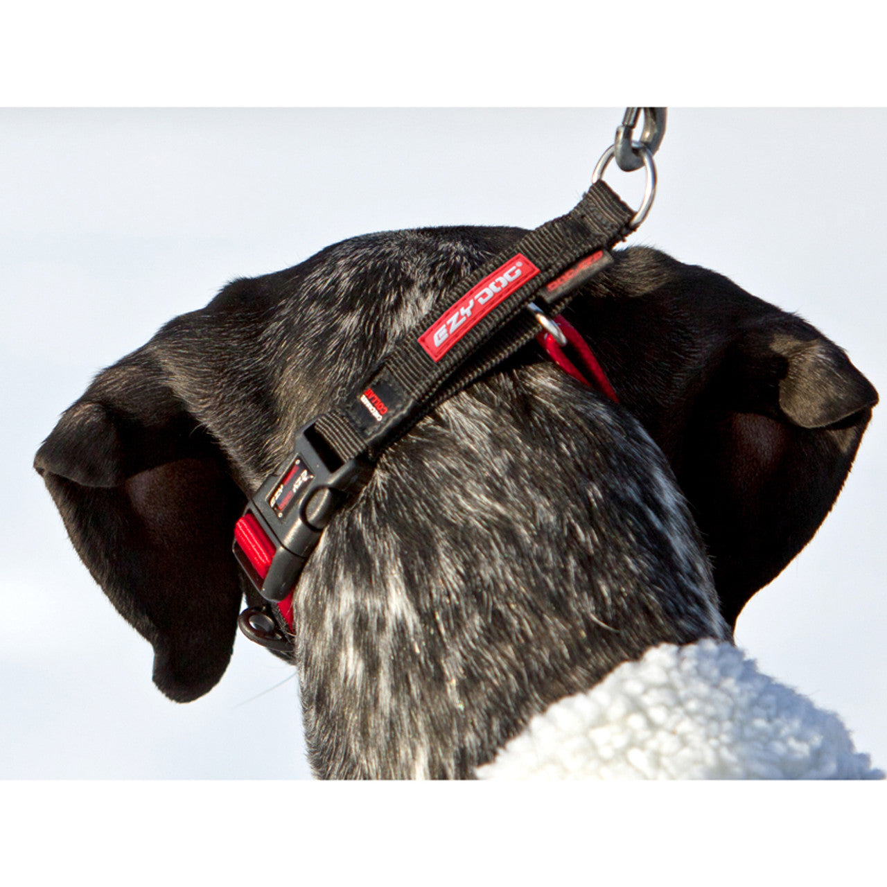 EZYDOG | Checkmate Training Collar | Dog Training Collar