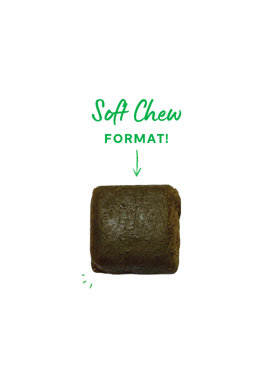 Open Farm | Immune Supplement Chews | Dog Supplements Near Me Toronto | ARMOR THE POOCH