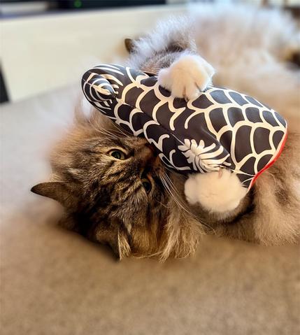  Miaoho - Catnip Fish Tail Toy