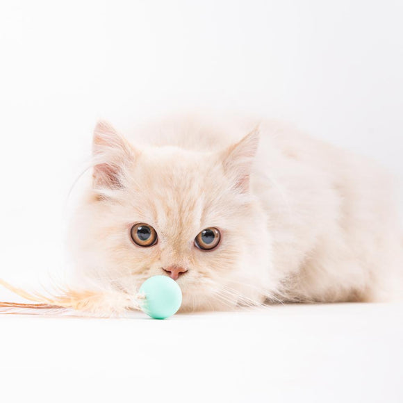 Pidan | Bouncy Ball for Cat | Pet Store Near Me Toronto | ARMOR THE POOCH