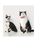 pidan - Cat Bow Tie Collar
