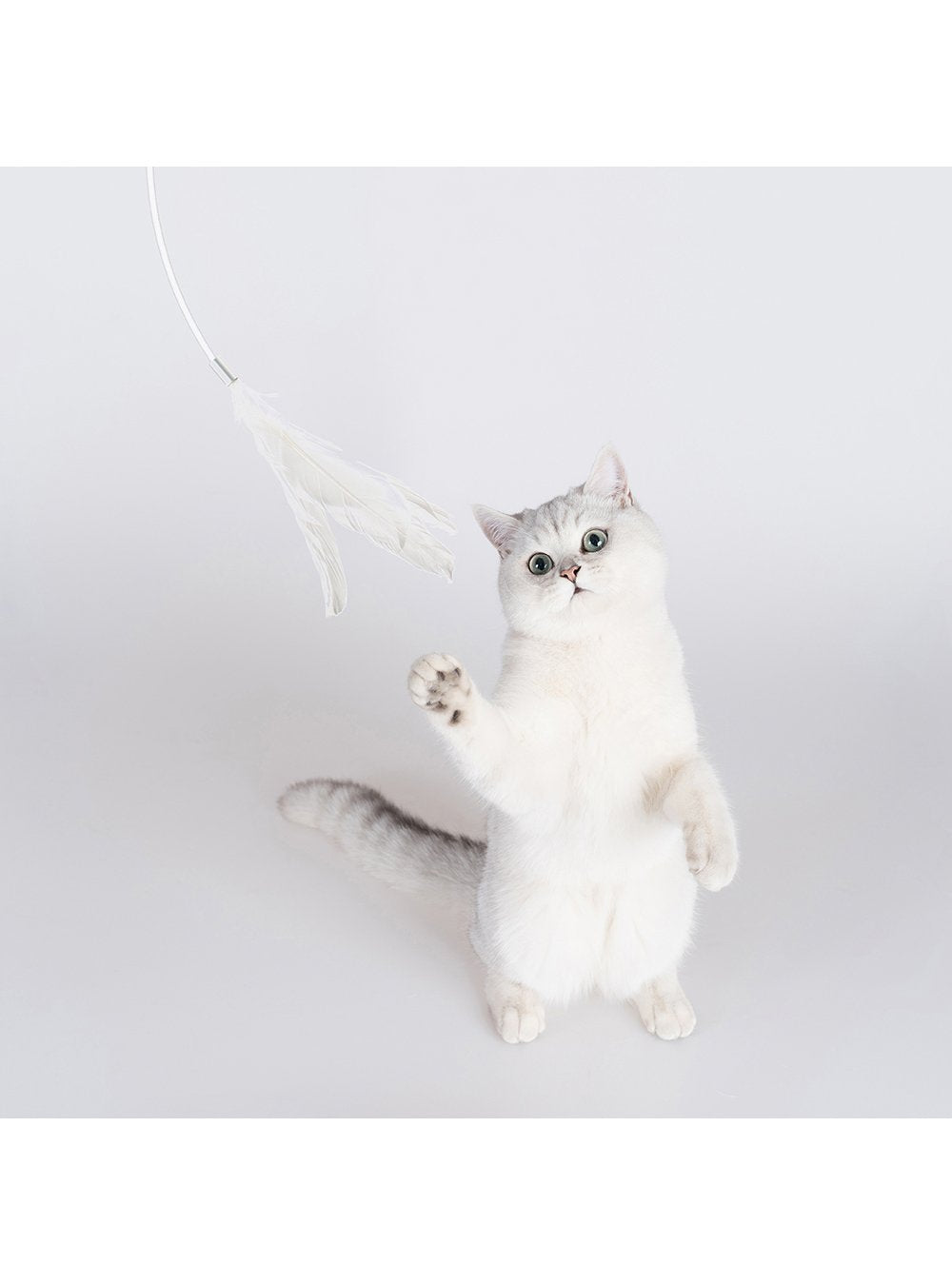 Pidan | Long Cat Teaser Wand | Online Pet Shop | ARMOR THE POOCH