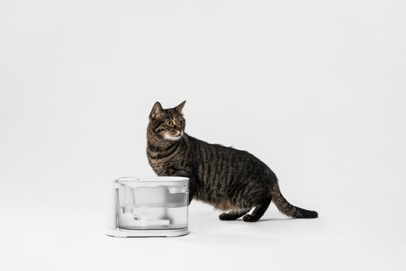 Pidan Water Fountain With Temperature Control | ARMOR THE POOCH